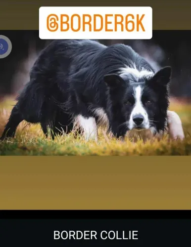 Border Collies Filhotes e Babys 