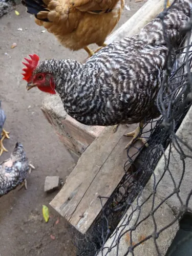 Galinha galo caipira 