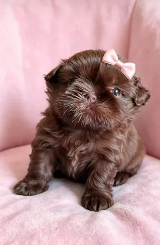 Linhagem chocolate shih-tzus fêmea e macho/ pais com pedigree/ contrato compra e venda