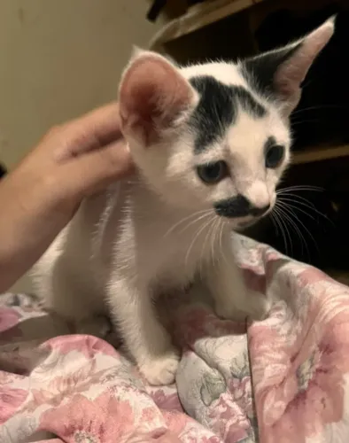 Gato para Adoção