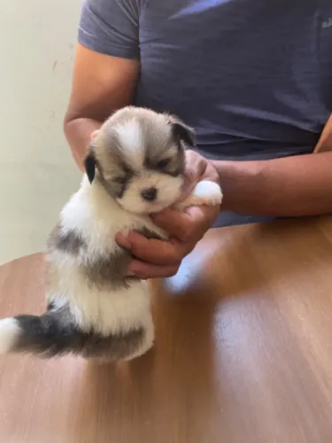 Cachorro