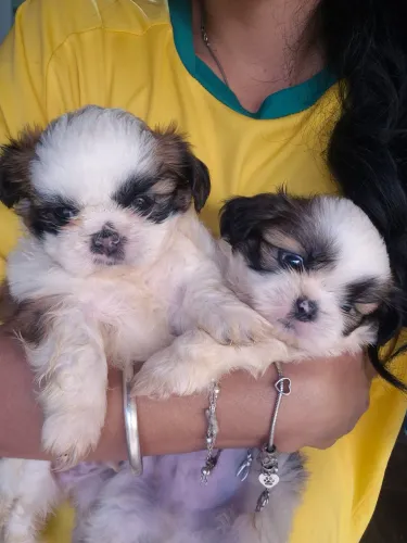Shih Tzu