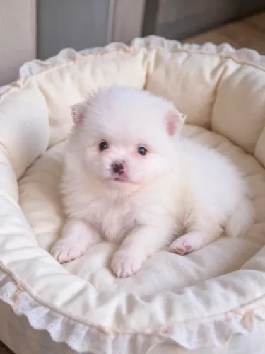 Lulu da pomerania machinhos VERDADEIRO ENCANTO !!