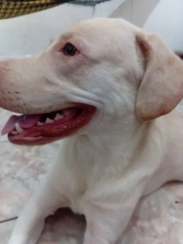 Doa-se cachorro labrador mestiço