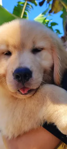 Filhote de Golden para doação 