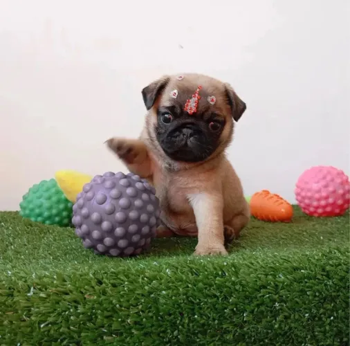 Pug Amor de verdade começa com patinhas pequenas