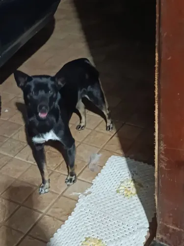 Doação fêmea 1 anos 11 meses