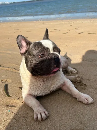 Bulldogue Francês para Cruza