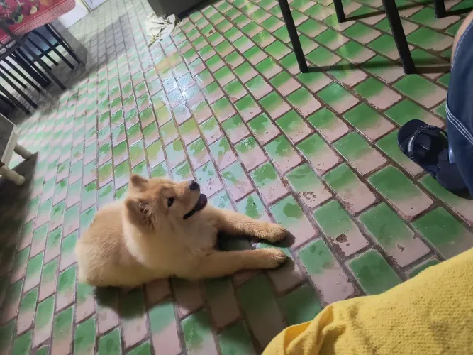 Vendo Chow Chow