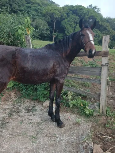 Cavalo mangalarga 