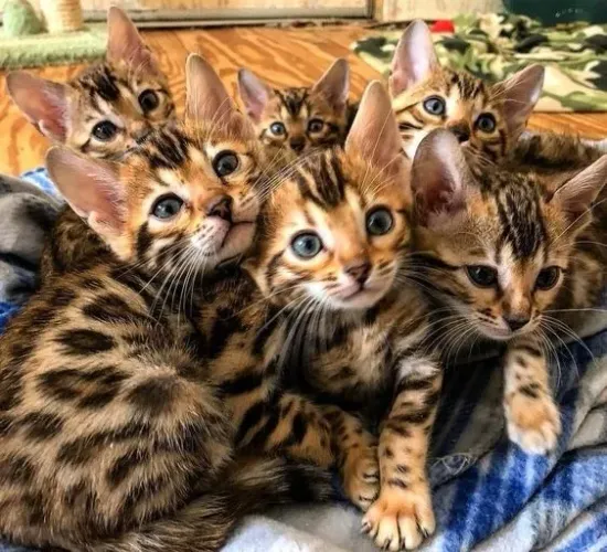 Bengal Amorosos