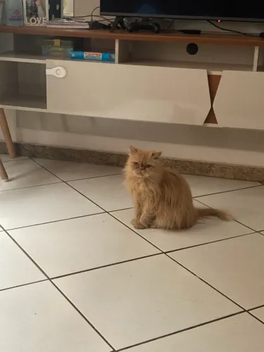 Doação de gato persa
