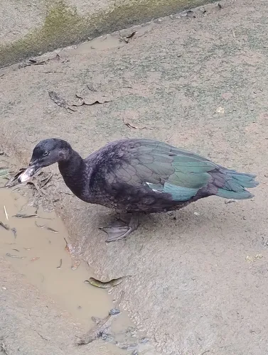 PATOS JOVENS E SAUDÁVEIS 