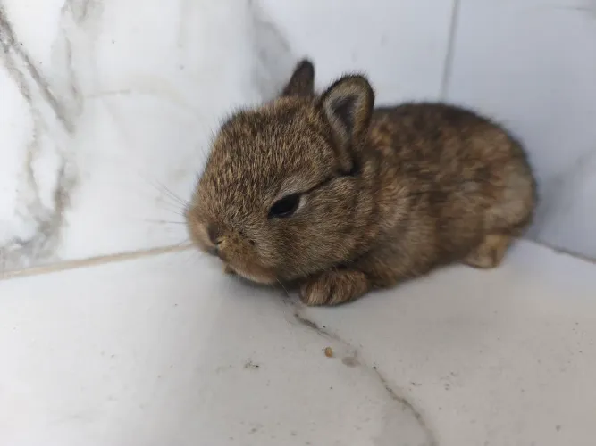 Mini coelho 