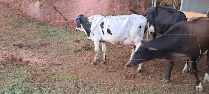 Vacas leiteiras 