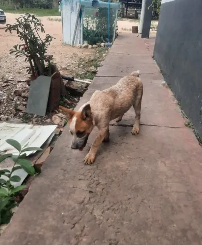 Vendo Boiadeiro Australiano fêmea
