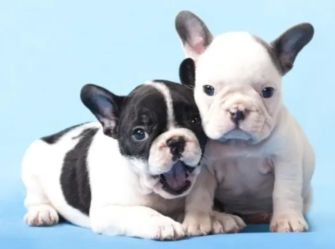Bulldog Francês Filhotes Lindos e Saudáveis.