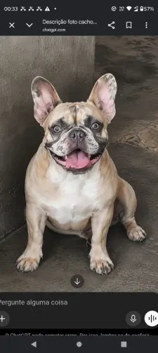 Bulldog francês, matriz. Merle 