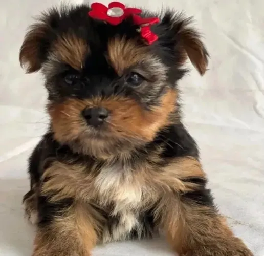 Yorkshire Terrier - Filhote Encantador