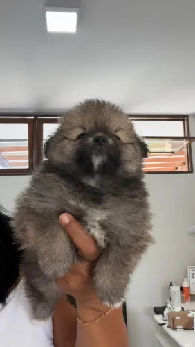 Vendas de cachorros 