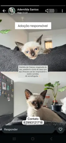 Gatas para adoção 