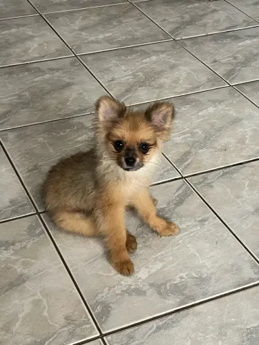 Lulu na fase da Troca