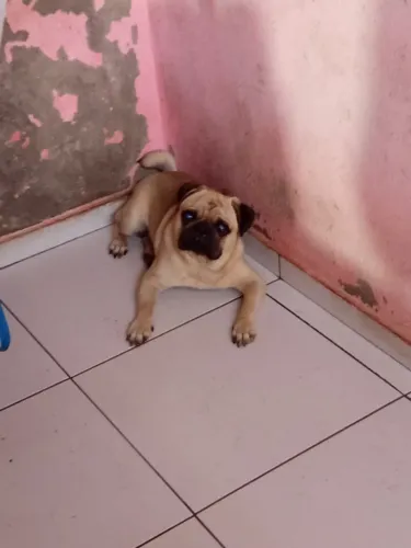 Vendo cachorro macho adulto da raça Pug cruzador e reprodutor 