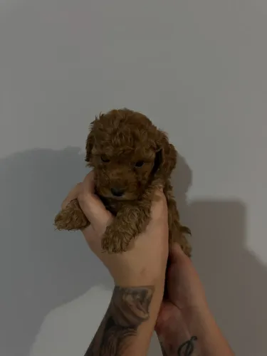 Poodle Toy Red Machos Lindo Vacinado