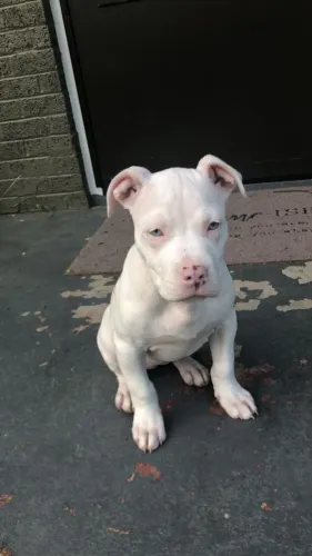 Bebezinho Pitbull/ Pit Monster linhagem selecionada e dócil