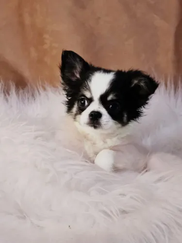 CHIHUAHUA MARAVILHOSOS