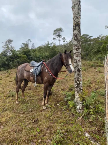 Cavalo