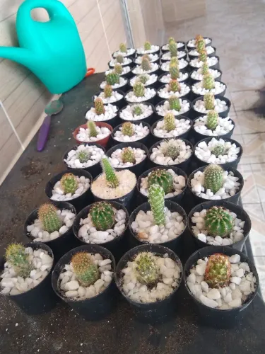 Promoção lindas mudas de cactos R$ 2,50