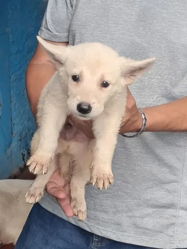 Filhote de Cachorro Pastor Suíço. 
