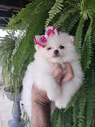 Spitz alemão micrissimas verdadeiras ursinhas