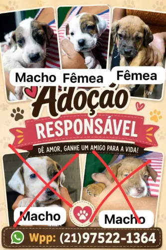 Adoção Responsável Filhote/Cachorro 