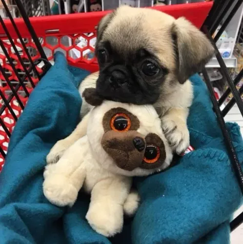 Pug Um Charme Pronto pra te Seguir