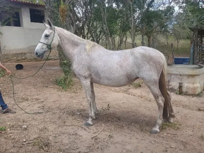 Égua