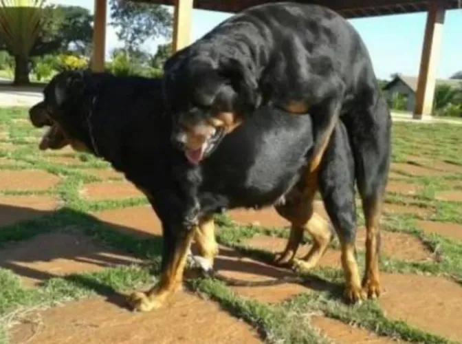 Rottweiler para proteção Filhotes direto do Canil