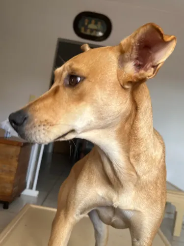 Cachorros para adoção responsável