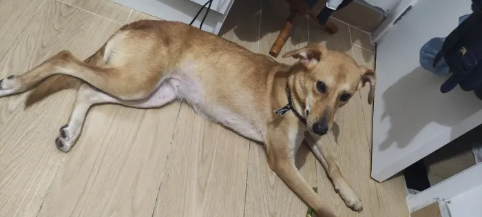 Doação labradora com pastor molinois