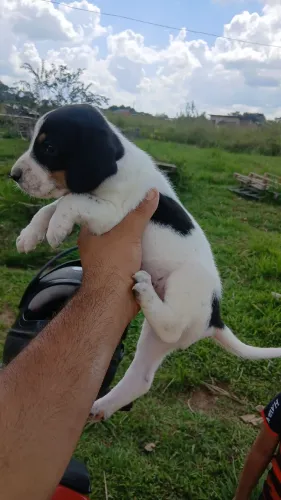 Cachorro Americano