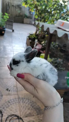 Filhote de coelho mini lop