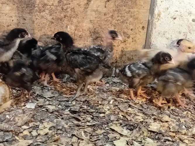 Pintos caipira com três semanas