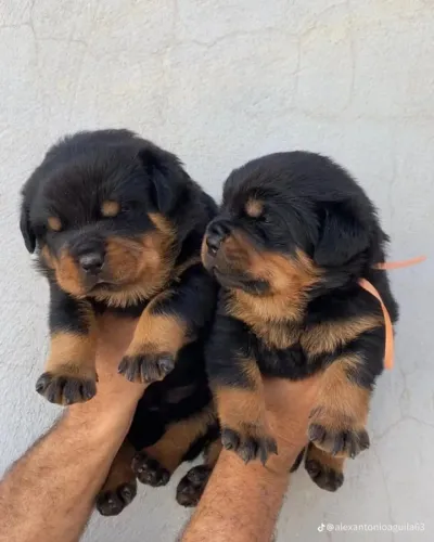 Rottweiler inteligente e protetor 