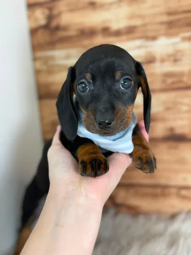 Dachshund Menino