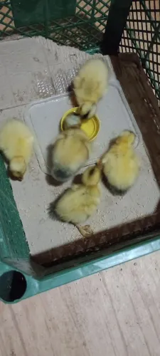 Marrequinhos e patinhos
