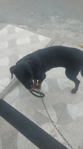 VENDO UMA CADEIA TOTWALER R$800,00 COM UM ANO MOTIVO VIAGEM