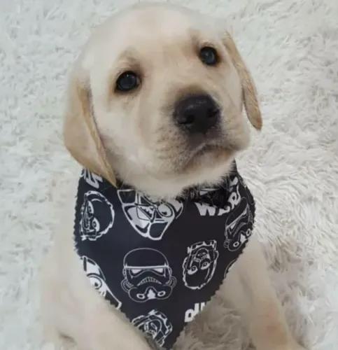 Labrador ideal para familia