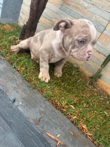 Vendo Filhote de American Bully 