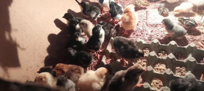  pintinhos glc postura ovos cores variadas 
